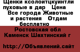 Щенки ксолоитцкуинтли пуховые в дар › Цена ­ 1 - Все города Животные и растения » Отдам бесплатно   . Ростовская обл.,Каменск-Шахтинский г.